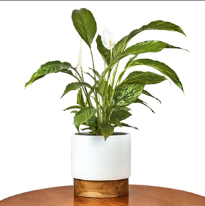 Peace lily in ceramic pot - Give this everlasting gift of à peace lily in a white ceramic pot