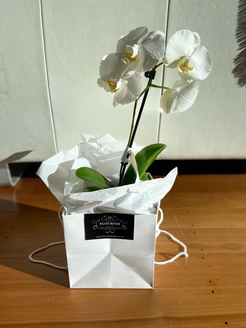 Orchid in pot Product Image