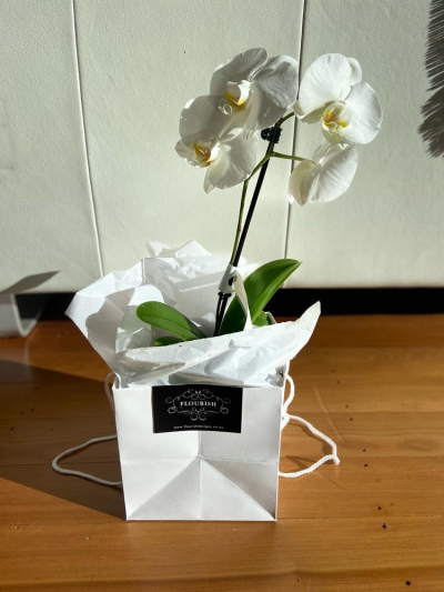 Orchid in pot - Beautiful Phalaenopsis Orchid in a pot in a handy white carry bag - the perfect gift