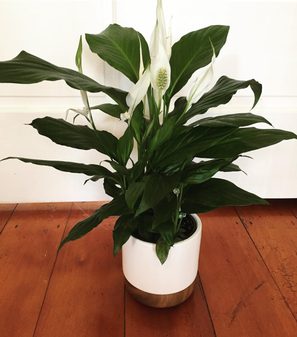 Peaceful Elegance Product Image